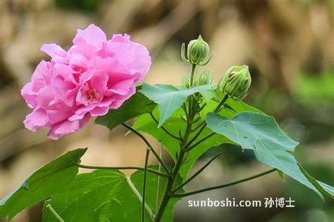 芙蓉用途|芙蓉花的功效与作用